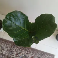 برگ انجیری لیراتا فیکوس سوپر بلک  بنسای  شفلرا|گل و گیاه طبیعی|مشهد, فدک|دیوار