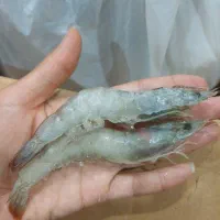 طعمه  برای صیادان  و استفاده خونه