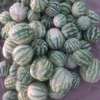 فروش هندوانه