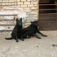 سگ ژرمن‌|سگ|کرمانشاه, |دیوار
