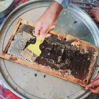 عسل طبیعی خارشتر|خوردنی و آشامیدنی|آق قلا, |دیوار