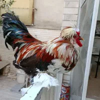 خروس ۱ساله خاص و زیبا پاپر  ۳ میلیون تومان|حیوانات مزرعه|تهران, مینای جنوبی|دیوار