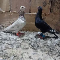 هفرنگ سرخ