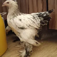 جوجه نیمچه برهما کاکلی پاپر سیاه محلی زینتی