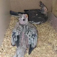 طوطی عروس هلندی جوجه وایتفیس و ایزابلا|پرنده|قزوین, |دیوار