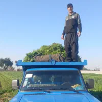 سبزی خورشتی|خوردنی و آشامیدنی|کوهدشت, |دیوار