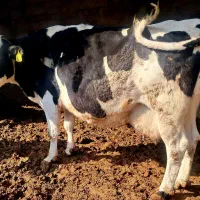 گاو|حیوانات مزرعه|مشهد, توس (بلوار توس)|دیوار