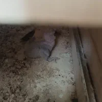 جوجه کاسکو طوطی|پرنده|نقده, |دیوار