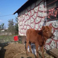 لیشه چالوسی ۷ماهه    گاو ورزا|حیوانات مزرعه|رشت, شهرک صبا|دیوار