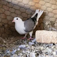 خرقه|حیوانات مزرعه|اصفهان, مهدیه|دیوار
