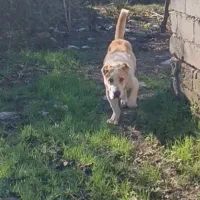 توله الابای|سگ|رشت, بازار|دیوار