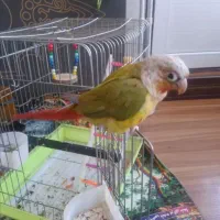 گرینچیک آناناسی رام|پرنده|زرند, |دیوار