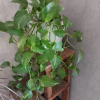 تعدادی گل پتوس