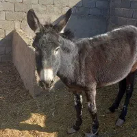 الاغ ماده|حیوانات مزرعه|بردسیر, |دیوار