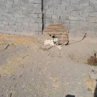 فروش سگ|سگ|کشکوئیه, |دیوار