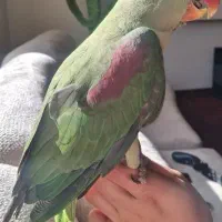 شاه طوطی نر