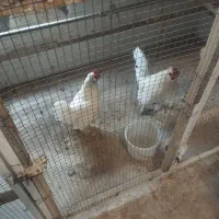 فروش مرغ و خروس مینیاتوری زیتنی