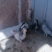 کبوتر شهری ونقره ای نر|پرنده|مرودشت, مختارآباد|دیوار