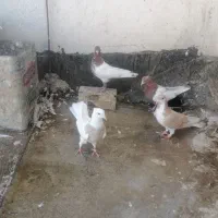 کبوتر بوم
