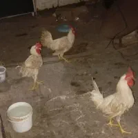 خروس زیبا ۳ عدد