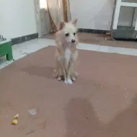 سگ پامر بسیار باهوش