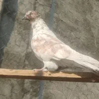 نر گرگی غریب گیری|پرنده|فردوسیه, |دیوار