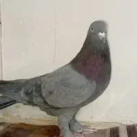 کبوتر نر اهنی فروشی