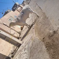 گفتار گوساله