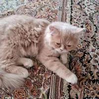 به یک خانواده خوب به فروش می رسد