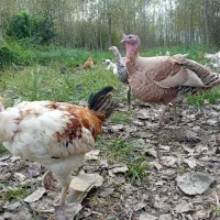 فروش مرغ وخروس وبوقلمون بالغ|حیوانات مزرعه|لنگرود, |دیوار