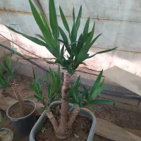 فروش سازه گلخانه