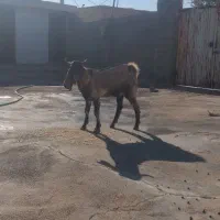 چپش نر ۶ ماهه طالی سالار