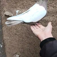 کبوتر رنگی پرضی قزوینی شازده سینه ای کله ای