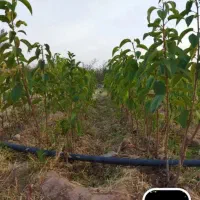 نهال گیلاس تکدانه رو پایه آلبالو بومی|خدمات باغبانی و درختکاری|تسوج, |دیوار