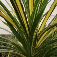 گل طبیعی پاندانوس|گل و گیاه طبیعی|شاهین دژ, |دیوار