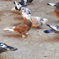 کبوتر پا پر تهرانی|پرنده|آزادشهر, |دیوار