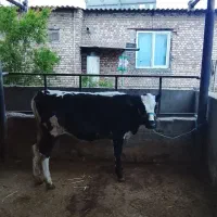 گوساله هلشتاین