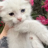 گربه دوماه چشم ابی و سبز