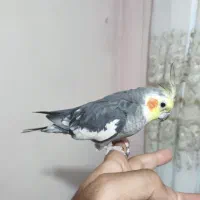 عروس هلندی دستی سخنگو