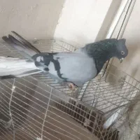 سبز نر دم سفید کالکلی