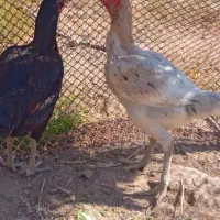 مرغ لاری افغان بدن کشیده (کشودار)سفید و سیاه