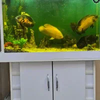 اکواریوم به همراه ماهی