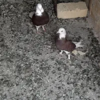 کفتر
