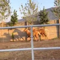 فروش مادیون ترک دره شور چهار ساله