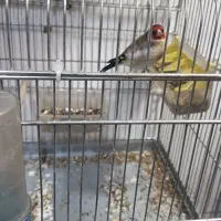 سهره امساله|پرنده|تهران, امام زاده عبدالله|دیوار