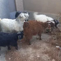 بزغاله نر چاق کاردی|حیوانات مزرعه|قائن, |دیوار