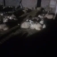 گوسفند جوان فروشی