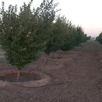 یک هکتاروپانصدمتر ملک چاه پنج کیلومتری فریمان|فروش زمین و ملک کلنگی|مشهد, اروند|دیوار