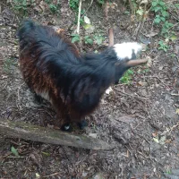 یک راس بز نر چاق سالم|حیوانات مزرعه|اطاقور, |دیوار