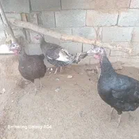 کل ۱۲۰۰‌ هزارتمان